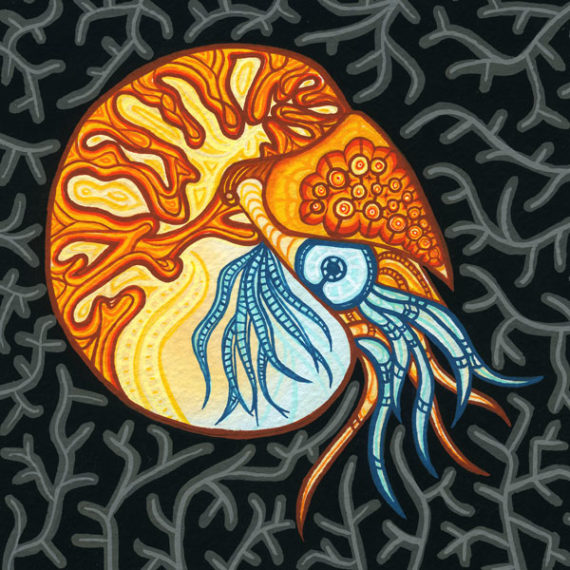 Nautilis